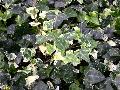 Dealbata English Ivy / Hedera helix 